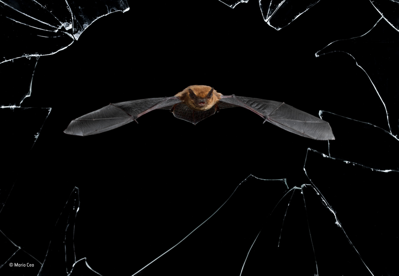 Illustration for article titled Sneak a Peek at the Year's Best Wildlife Photography